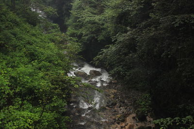 Scenic view of waterfall amidst trees in forest