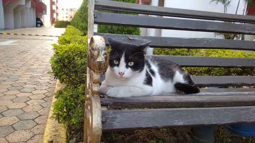 Portrait of cat sitting outdoors