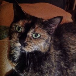 Close-up portrait of cat