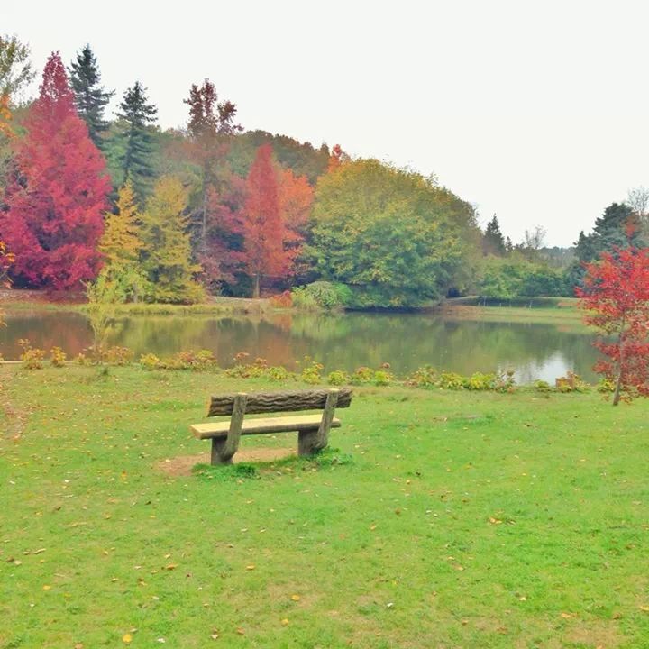 tree, tranquility, tranquil scene, water, lake, scenics, beauty in nature, nature, bench, grass, clear sky, growth, idyllic, green color, autumn, non-urban scene, day, absence, lakeshore, outdoors