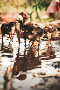 Chicks that are eating