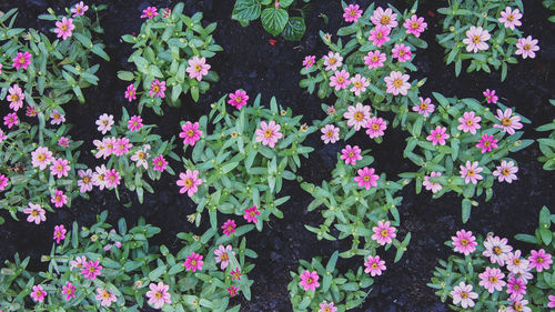 High angle view of pink flowering plants