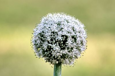 Close-up of white flowering plant