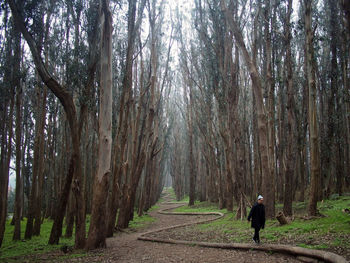 People walking on pathway in forest