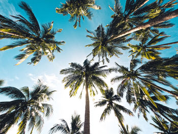 Low angle view of palm tree against sky