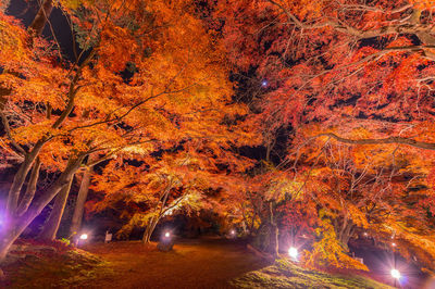 Illuminated trees in forest during autumn