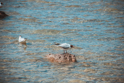 Birds perching on lake