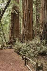 Trees growing in forest