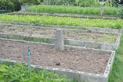 Plants growing in farm