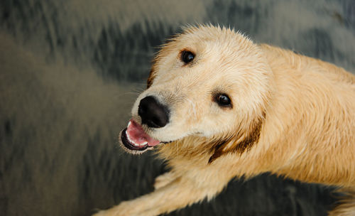 Close-up of dog looking away