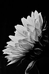 Close-up of flower over black background