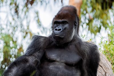 gorilla