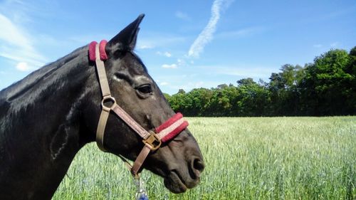 Close-up of horse on field against sky