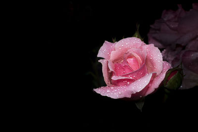 Close-up of wet pink rose blooming outdoors