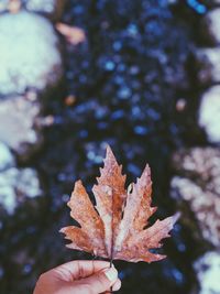 Cropped hand holding maple leaf