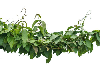 Low angle view of leaves against sky