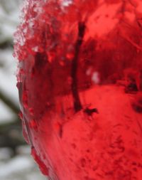 Close-up of red tree against sky