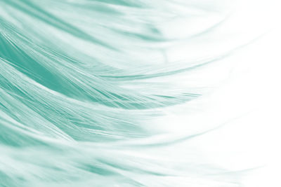 Full frame shot of feather