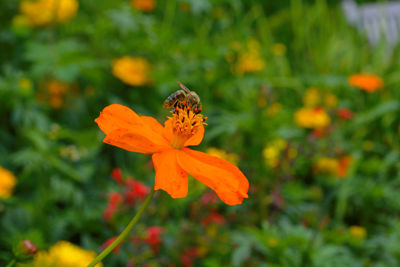 Close-up of orange flower blooming outdoors