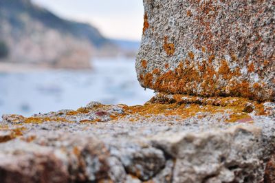 Close-up of lichen on rock