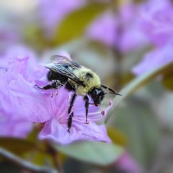 Close-up of honey bee pollinating on purple flower