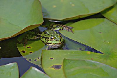 Close-up of frog on leaves