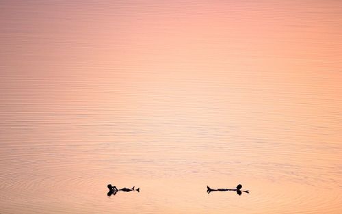 Silhouette men swimming on lake during sunset