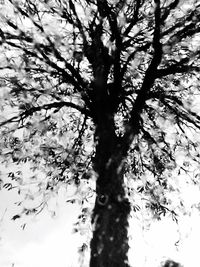 Low angle view of bare trees