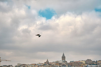 Low angle view of birds flying over buildings in city