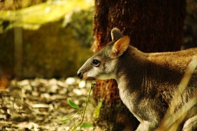 Close-up of deer