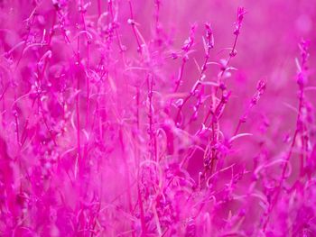 Close-up of pink flowering plant