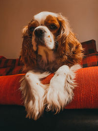 Portrait of dog relaxing on sofa at home