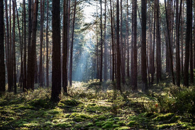 Trees in forest