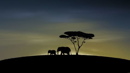 Silhouette of two horses on land