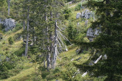 Trees in forest