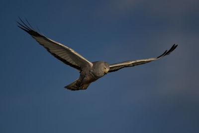 Low angle view of eagle flying in sky