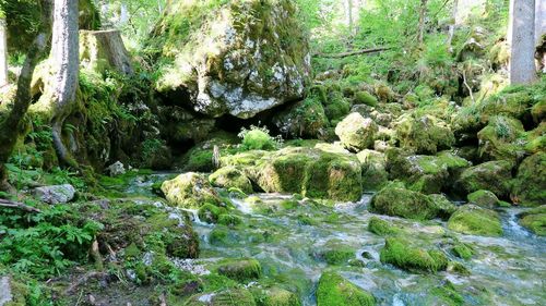 Scenic view of waterfall in forest