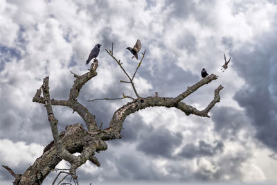 Low angle view of bird perching on tree against sky