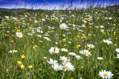 Close-up of white flowers on field