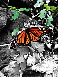 Butterfly perching on plant