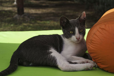 Portrait of a cat resting