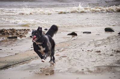 Dog running on beach