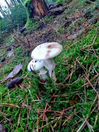 High angle view of mushroom in field