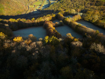 High angle view of trees in forest