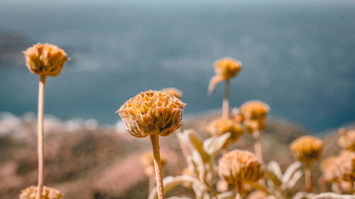 Close-up of wilted flowers on land