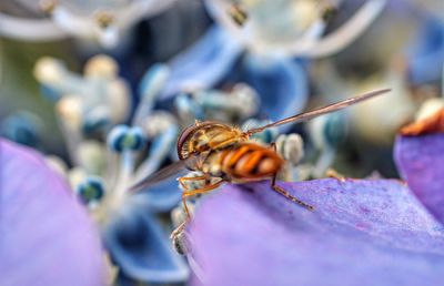 Detail shot of insect on flower