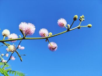 Low angle view of flowering plant against clear blue sky