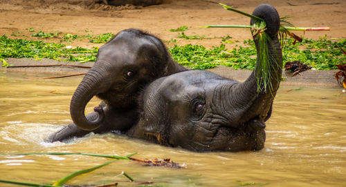 Close-up of elephant in lake at zoo
