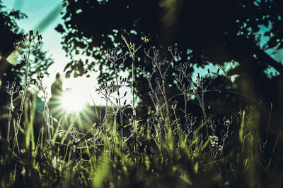 Close-up of grass on field against sky on sunny day