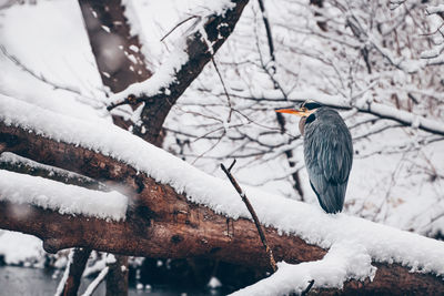 Bird perching on snow covered tree